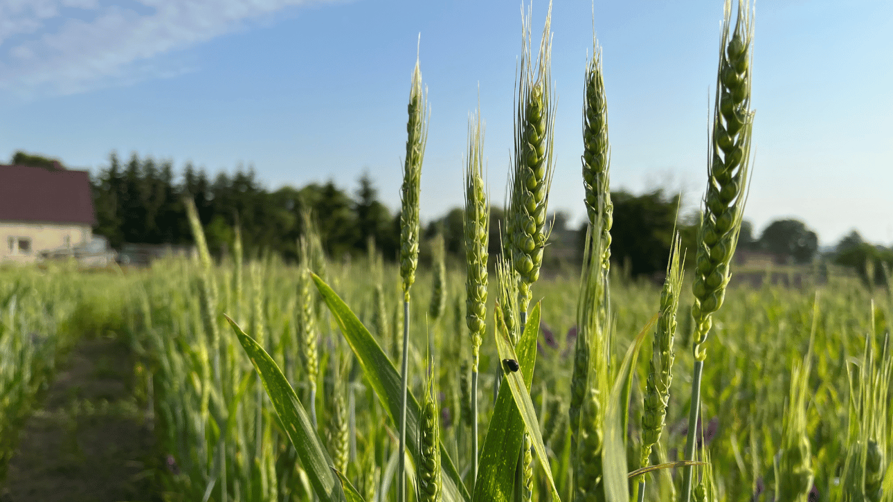 Ocena występowania szkodników